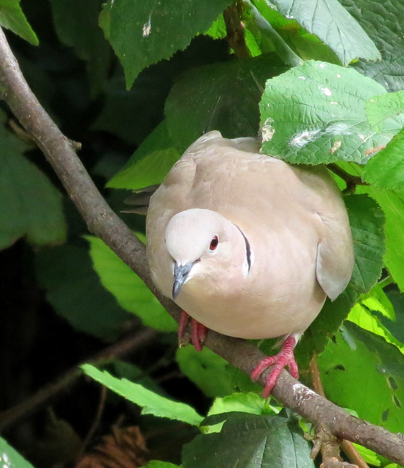 Hedgeland Tales Collared Dove