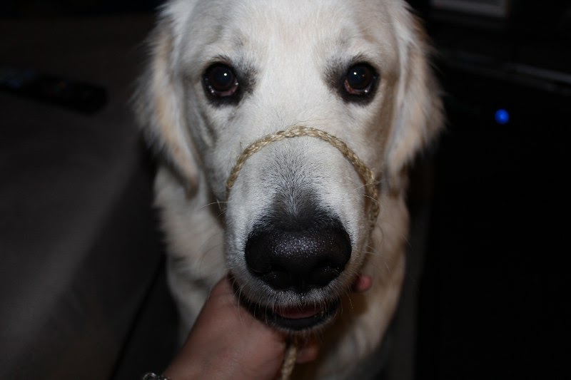 Downunder Assistance Dog Dog halters