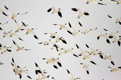 chris martin photography - snow geese