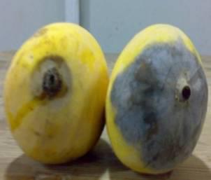 Mango Stem Fruit