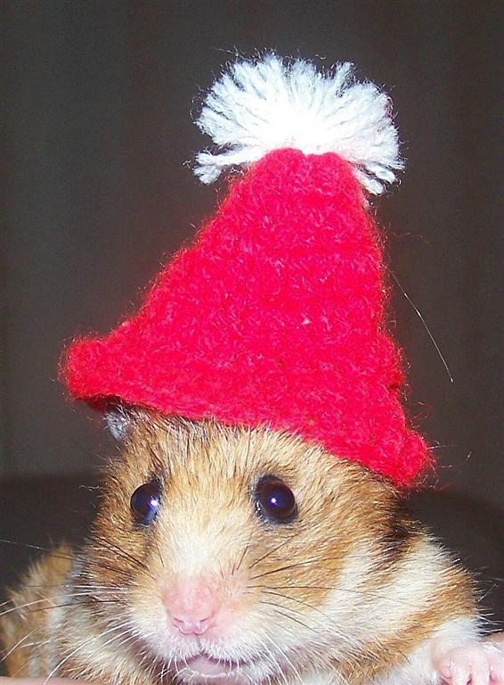 hamster in hat