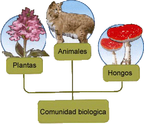 Comunidad biologica