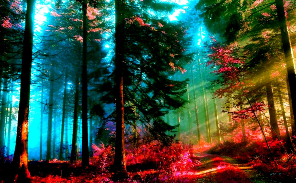 Amazing Forest Wallpapers Amazing Forest Wallpapers