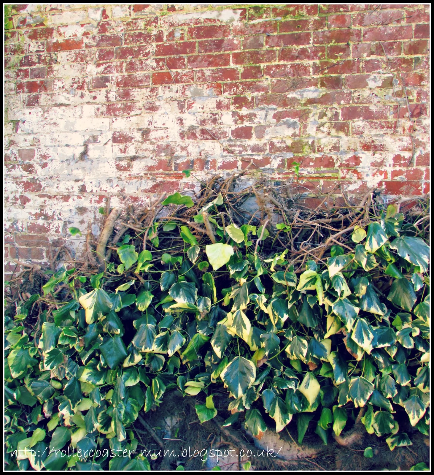 wall grown variegated ivy