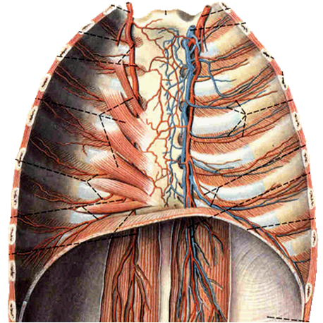 Docs Network: Regional anatomy of thorax