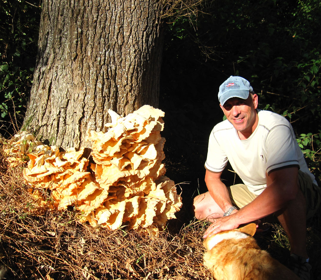 66 Square Feet (Plus) Chicken of the woods