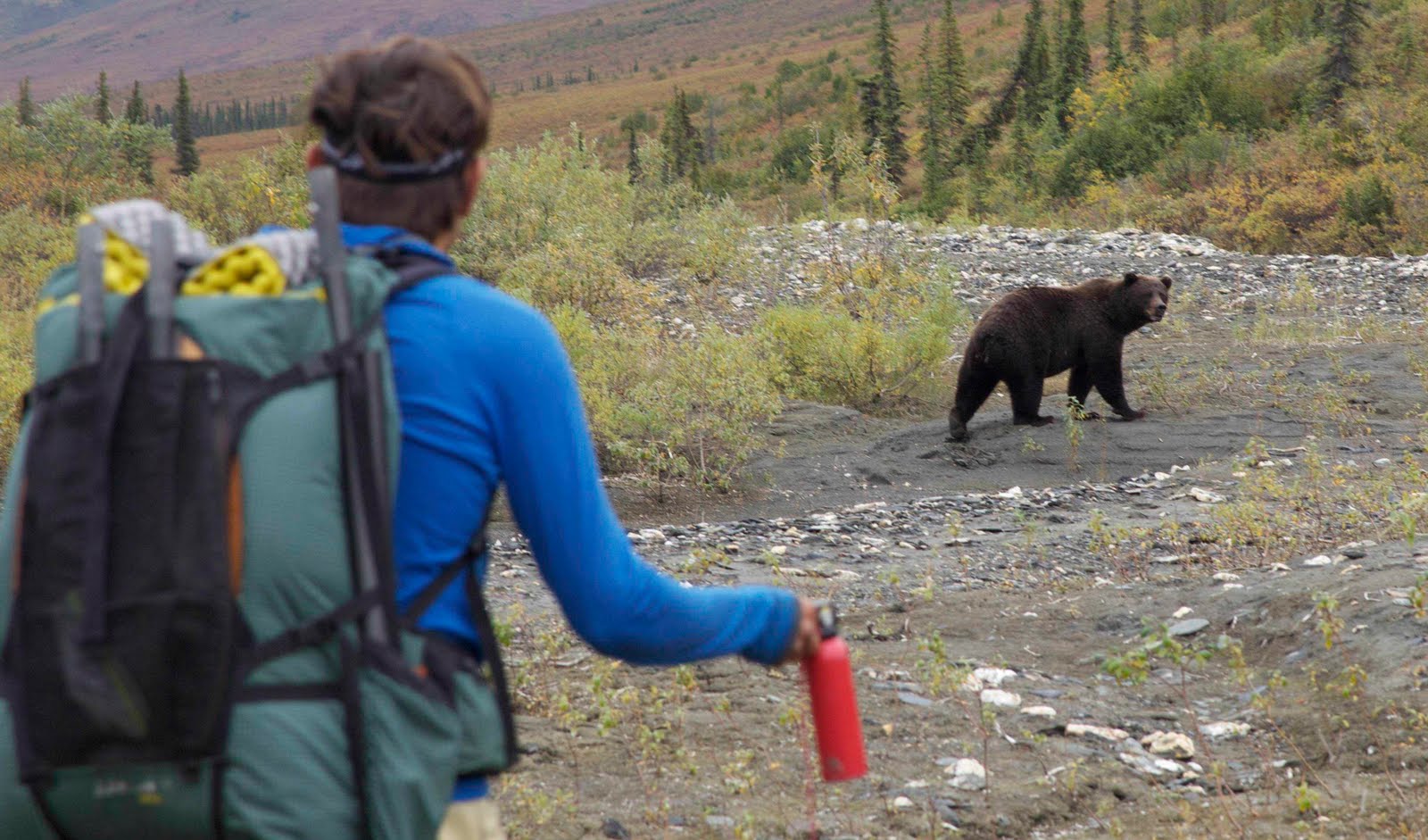 The Roaming Dials Skurka Grizzly Bear Encounter in Brooks Range