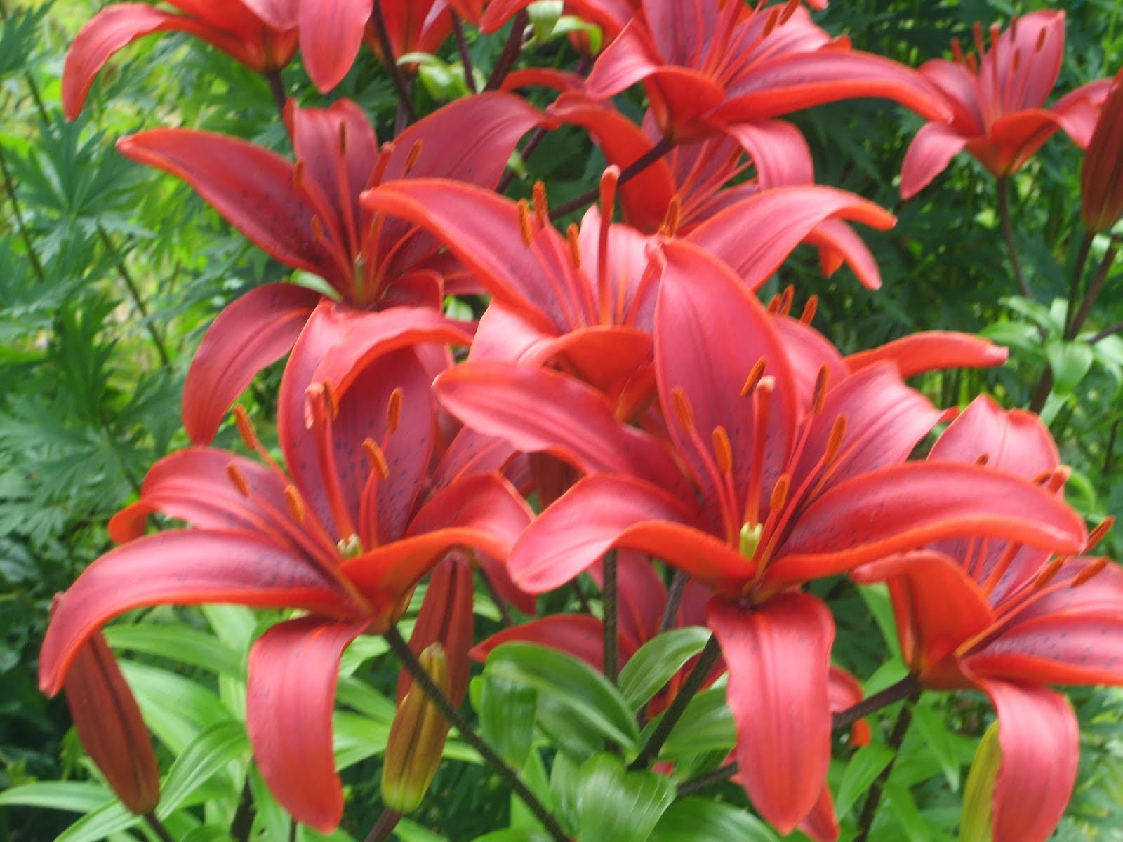 Lilium Marakech