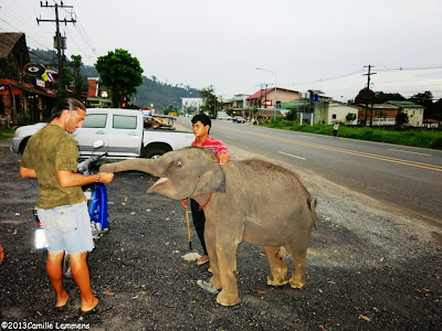 Young elephant in Khao Lak streets