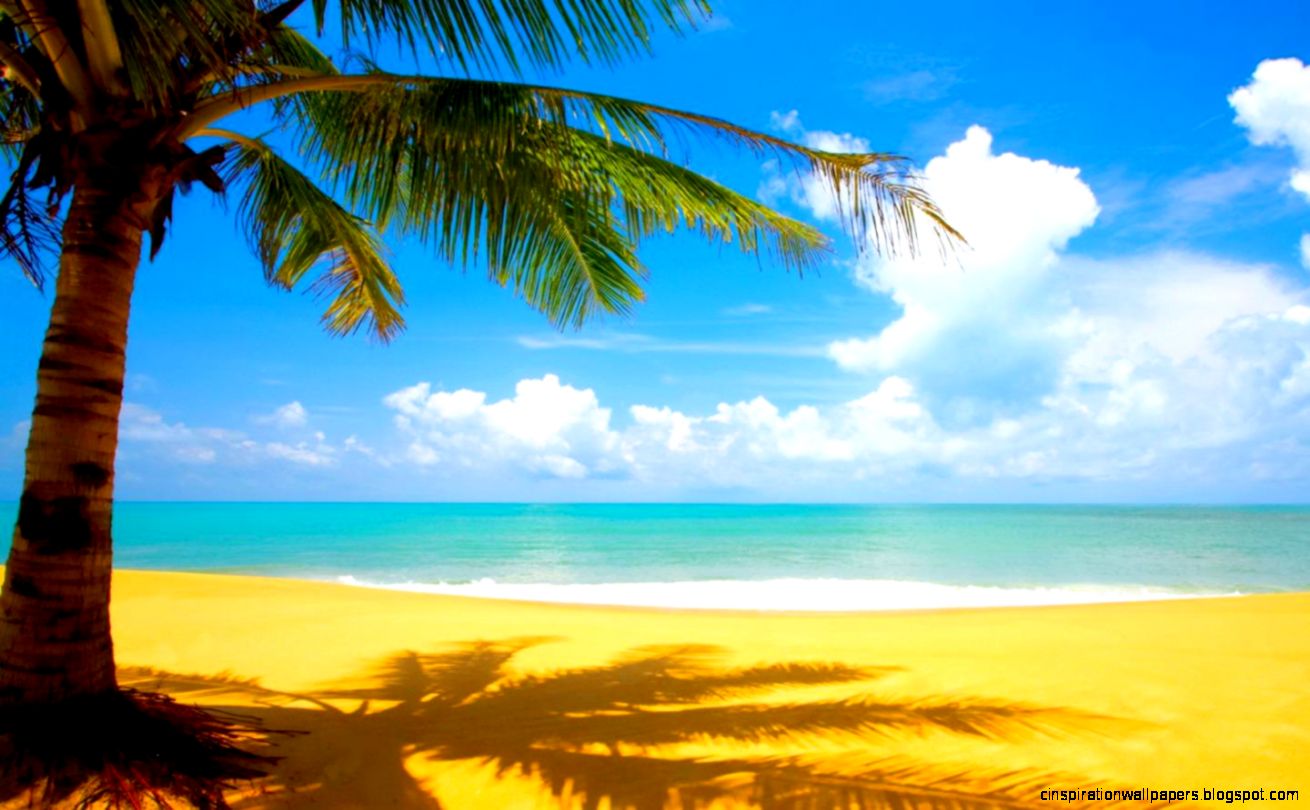 Palm Tree Beach Palm Tree Beach