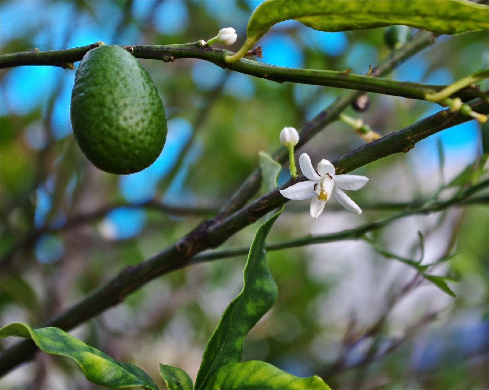 kumquat, fleur de kumquat,