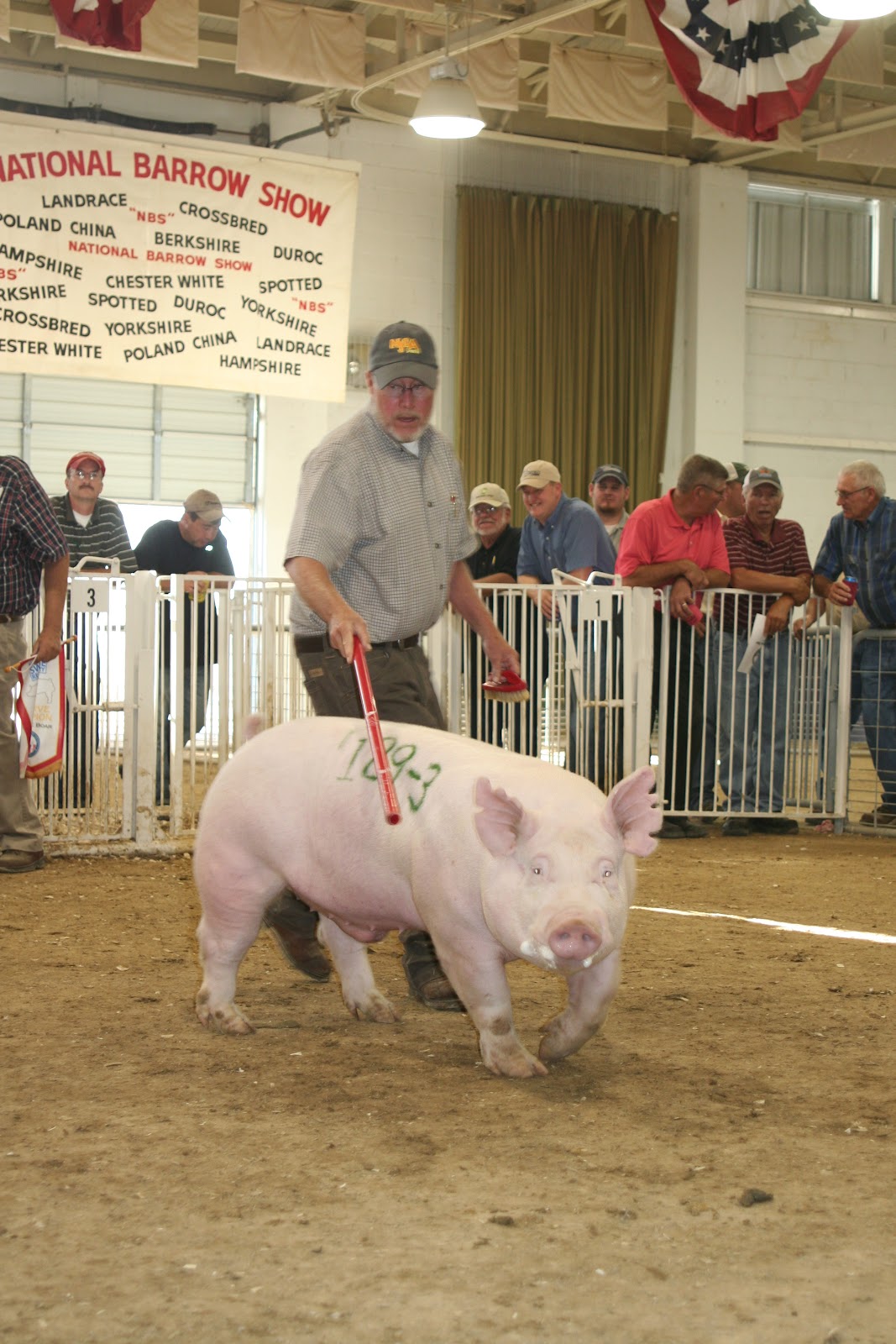 NSR Show & Sale Results 2012 National Barrow Show Yorkshire Boar and