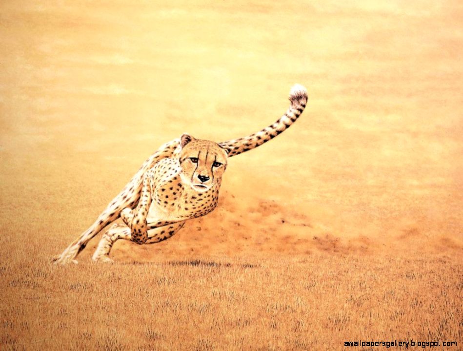 Quotes About Running Cheetah QuotesGram Quotes About Running Cheetah QuotesGram