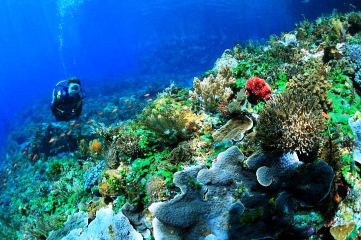 Taman Wisata Laut Terumbu Karang Di Indonesia