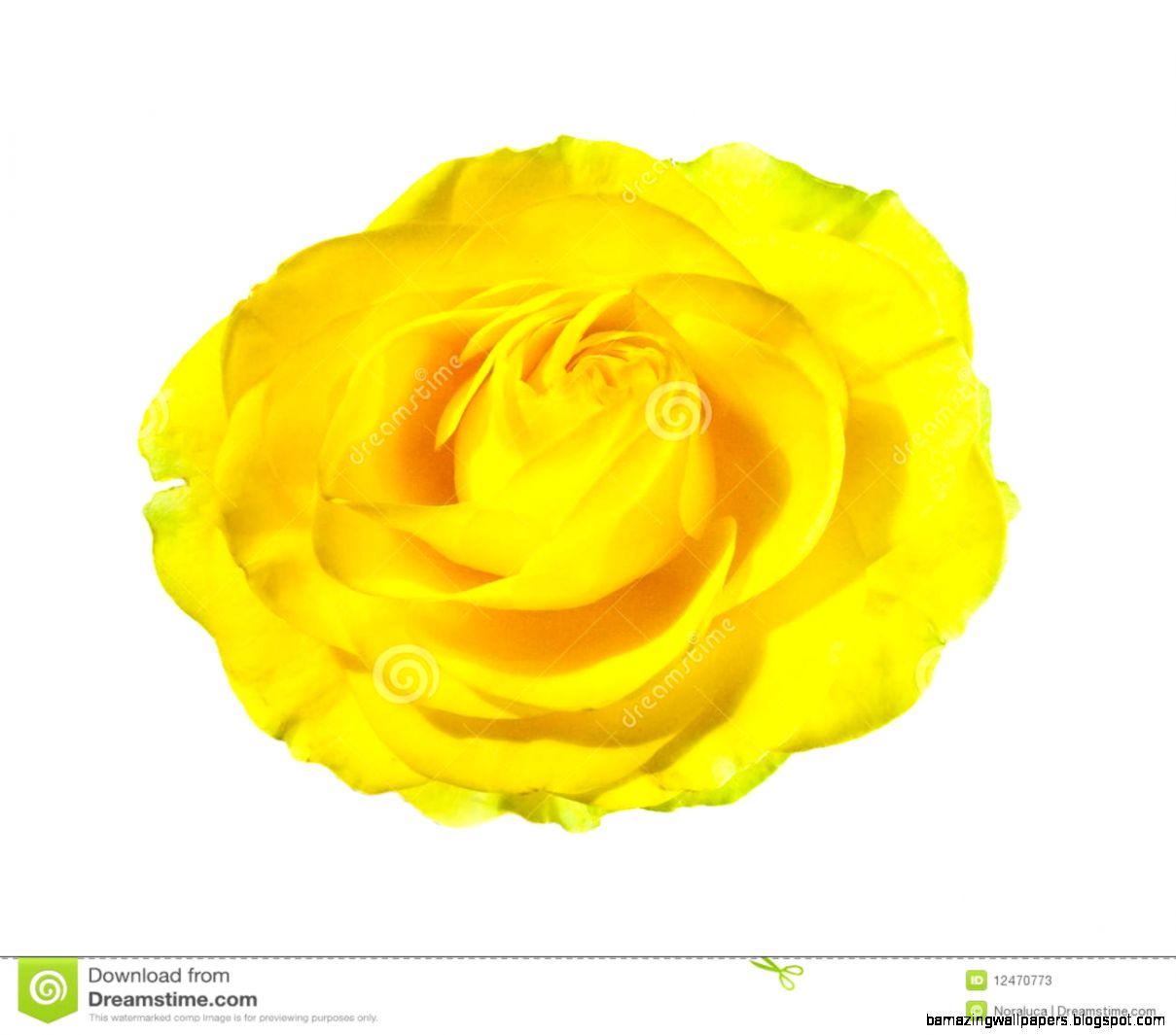 Yellow Rose Blossom On White Stock Photos Image 12470773 Yellow Rose Blossom On White Stock Photos Image 12470773