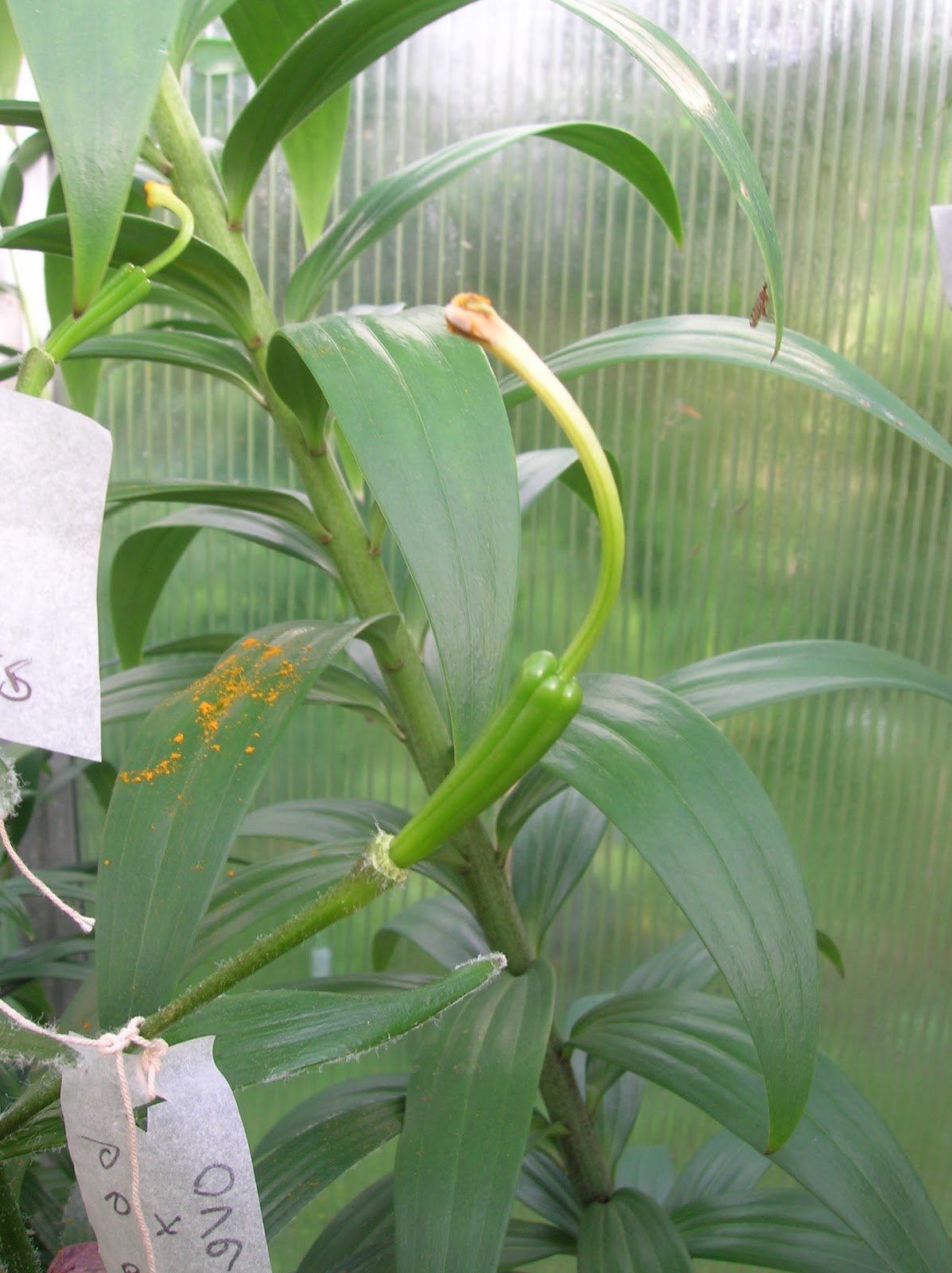 Hermansens lily growing How to pollinate a lily