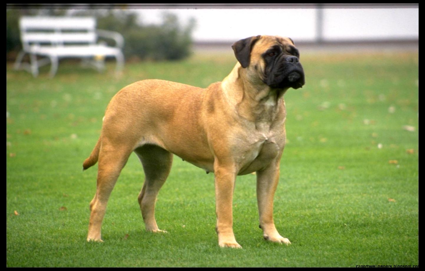 Bullmastiff Dog Desktop Wallpapers Hd Wallpapers Bullmastiff Dog Desktop Wallpapers Hd Wallpapers