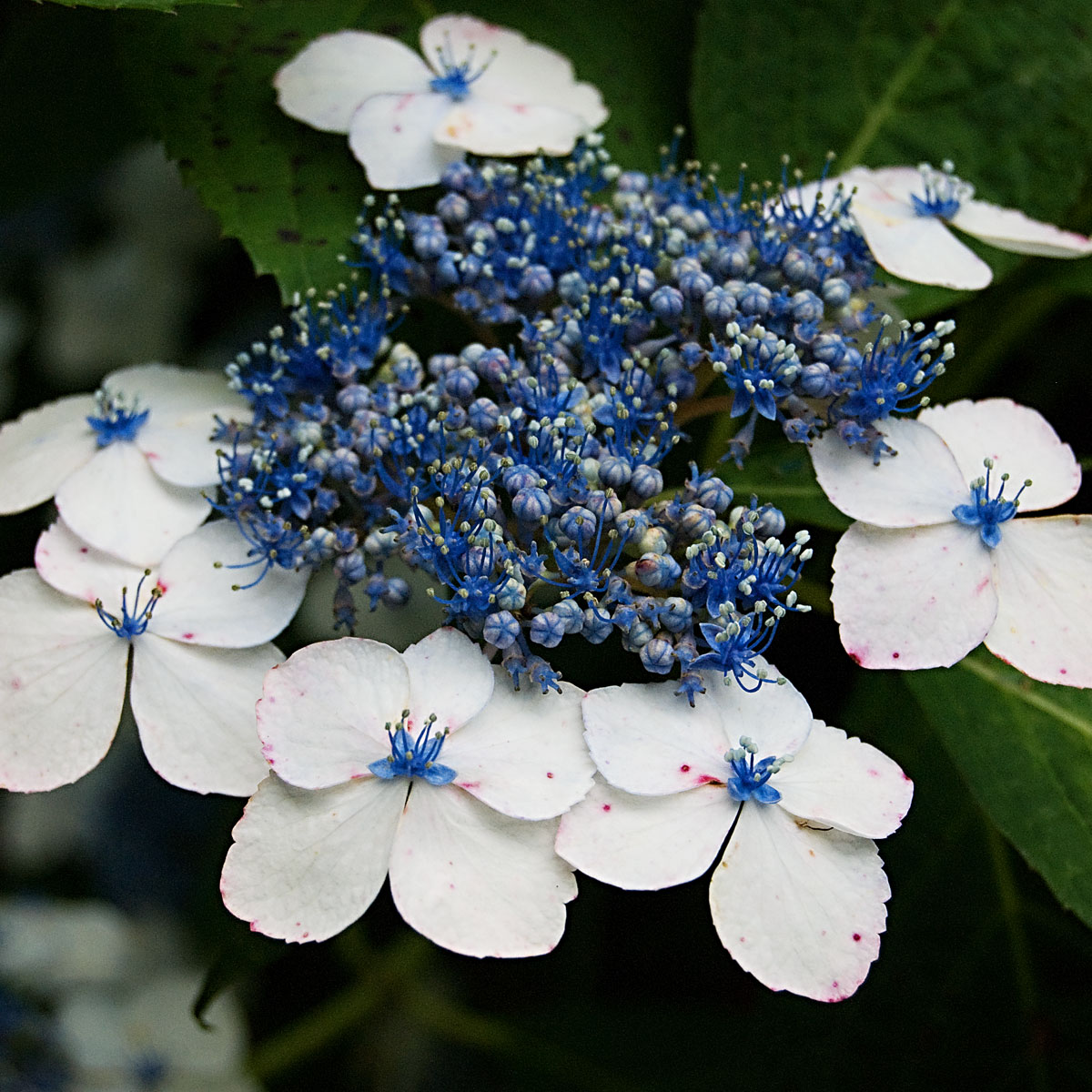 one fell out of the cuckoo s nest pruning hydrangeas one fell out of the cuckoo s nest pruning hydrangeas