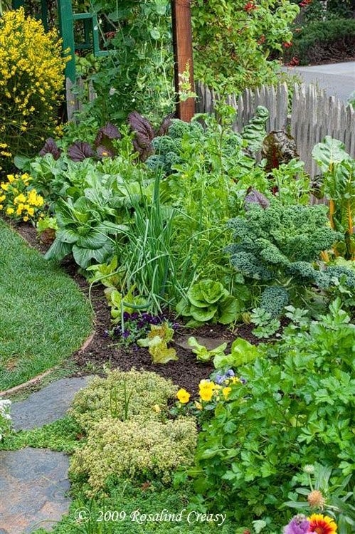 мангольд, огород, декоративное растение, дизайн, украшение огорода
