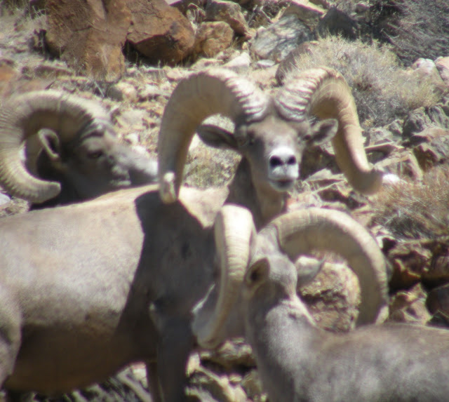 Front+on+View+Field+Judging,+Scoring+and+finding+Desert+Bighorn+Sheep+1.jpg