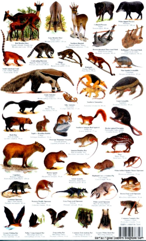 Mammals of Peru Mammals of Peru