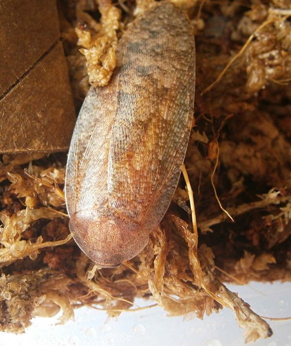R.formosana%25236.JPG