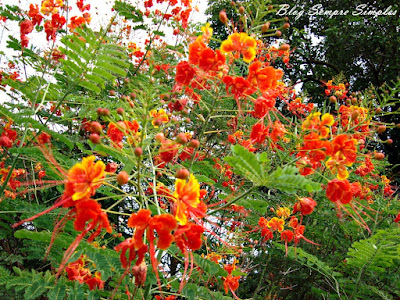 Jardim de Flores