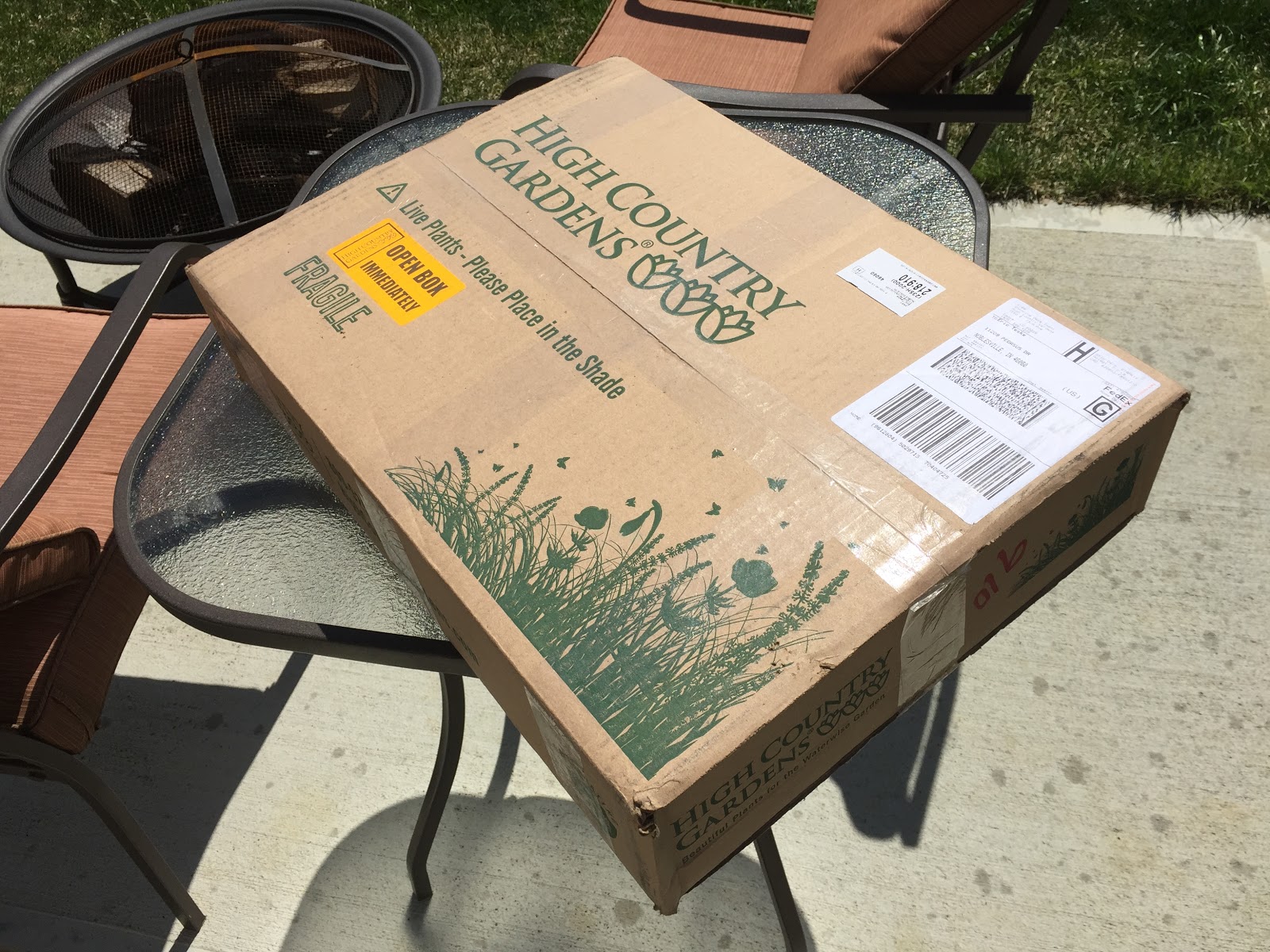 The Plant Hunter Boxwood Alternatives