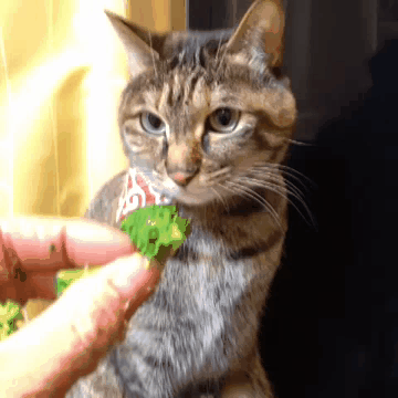 Funny cats - part 106 (40 pics + 10 gifs), cat and kitten gifs, adorable cats, cute cat gifs