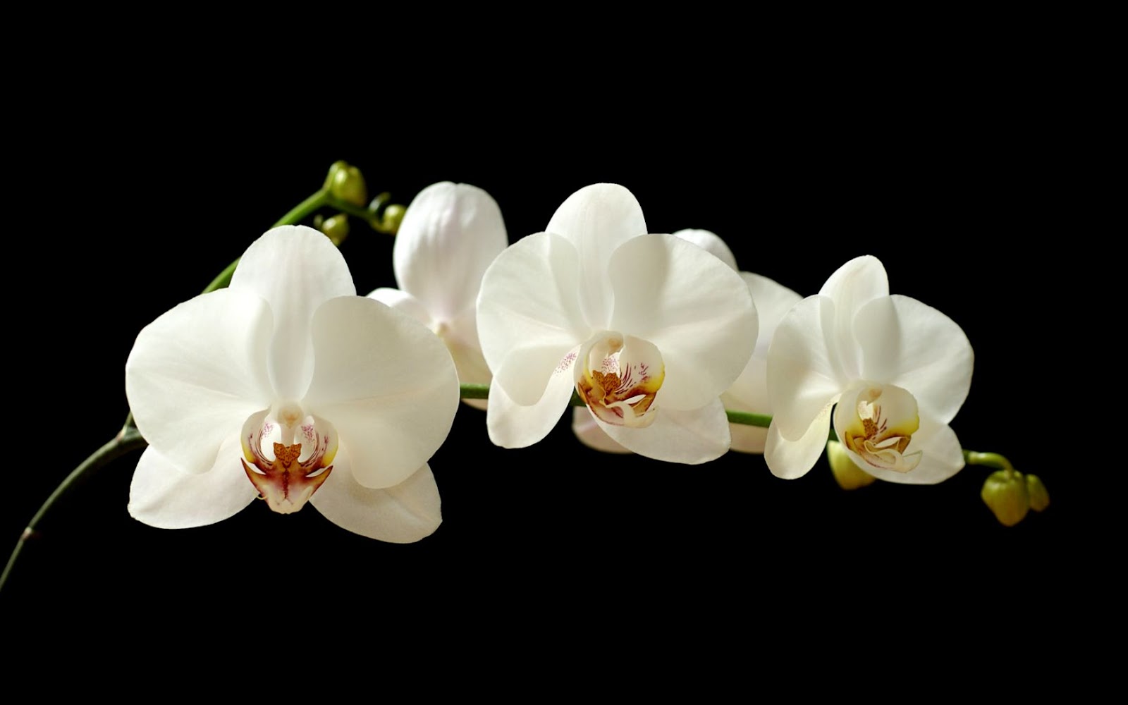 White Orchid Flower White Orchid Flower
