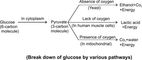 Sketch a flow diagram for the various pathways for breakdown of glucose.  
