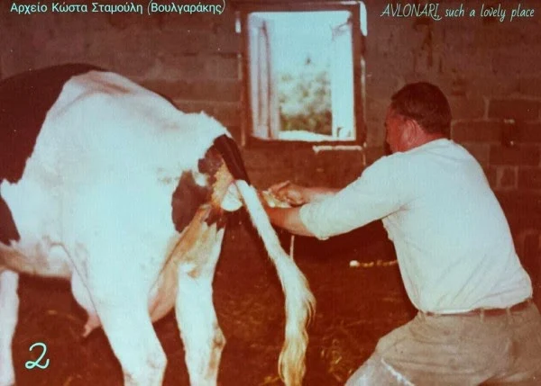 Εύβοια: Οι φωτογραφίες της γέννησης ενός μοσχαριού - Δείτε τις εικόνες που σαρώνουν στο facebook και στο twitter!
