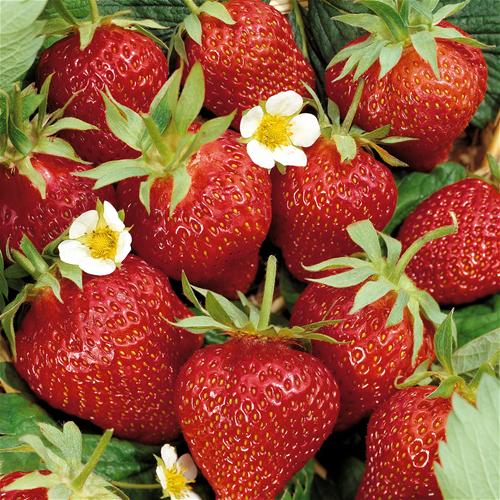 Seed to Feed Me HOW TO GROW STRAWBERRIES FROM SEED