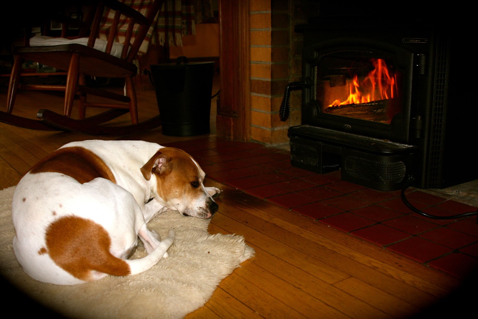 Why Get A Wood Burning Stove Simple Living In Practice Our Dog In Front Of The Wood Burning Stove