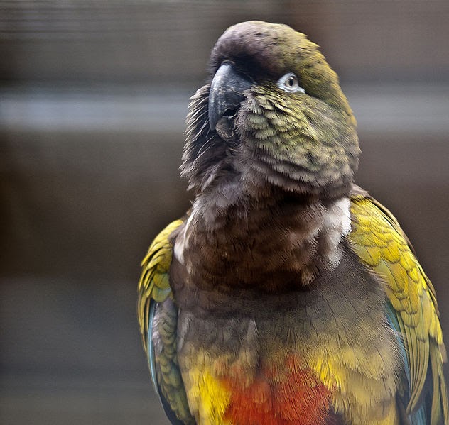 Birds Burrowing Parakeet Cyanoliseus Patagonus