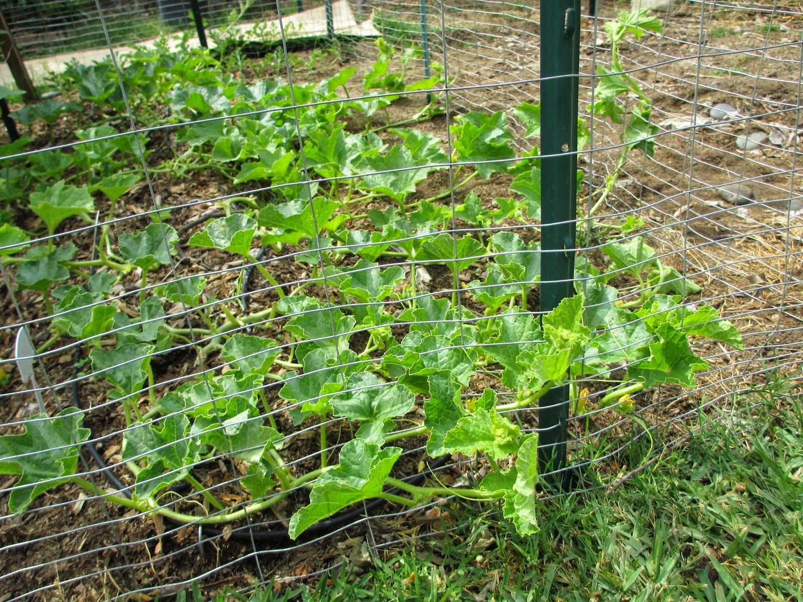 Andie's Way Giving Melons Room to Grow