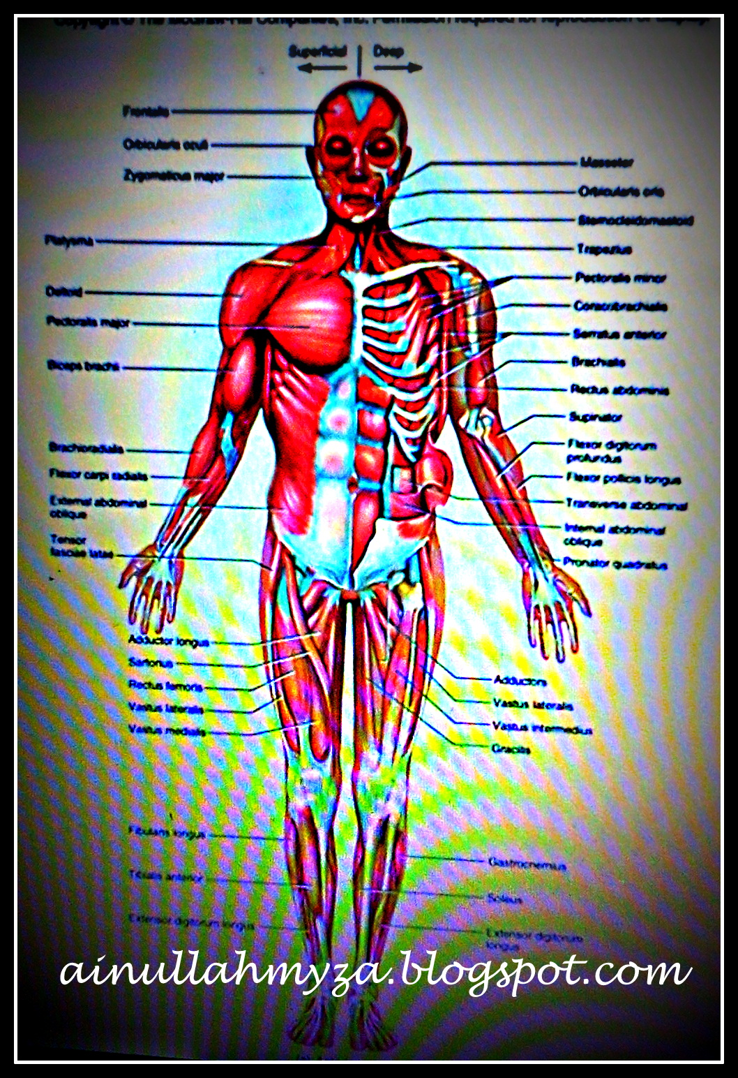 Rain & Rainbow of Life: HuMaN AnaToMi PuzzLe : For Tutors..