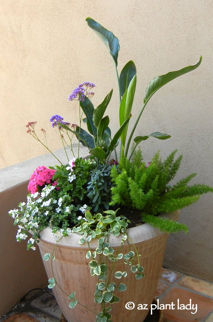 Beautiful, Desert Pots & Book Giveaway Winner Ramblings from a Desert