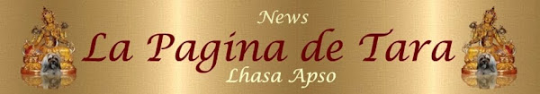Tara Lhasa Apso España