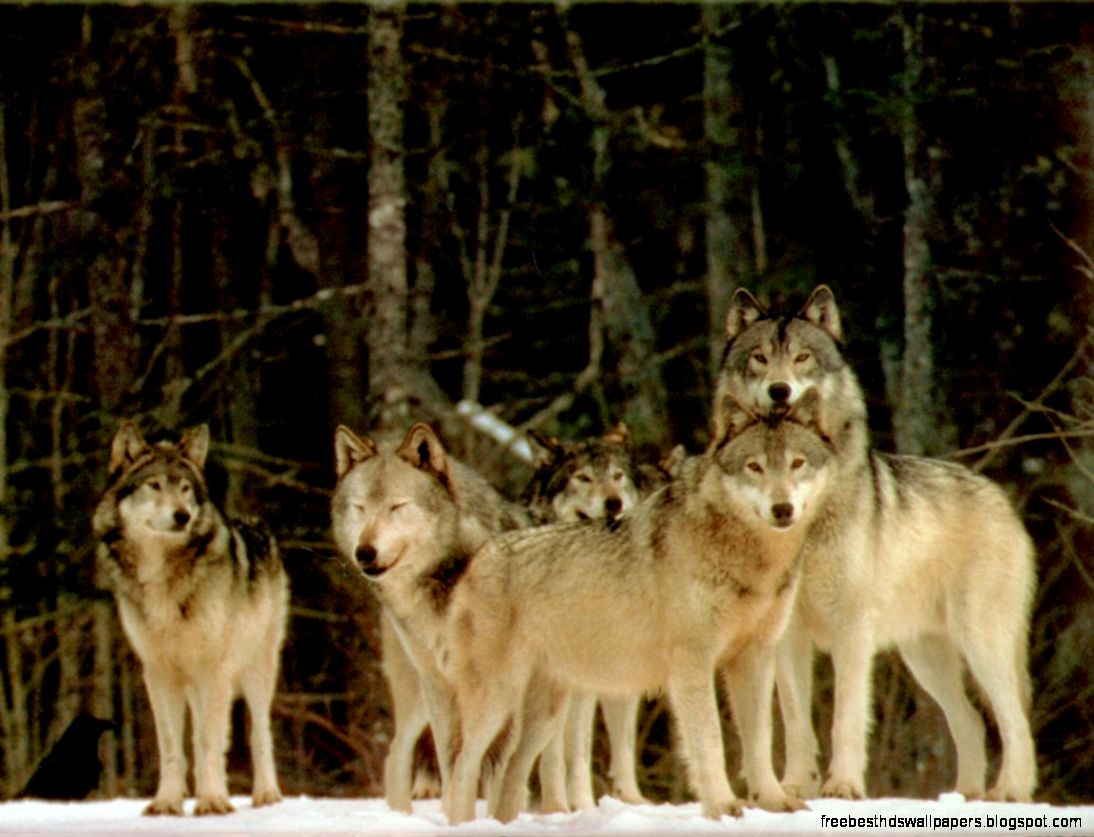 Wolf Pack Wolf Pack