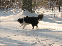 Lily in snow