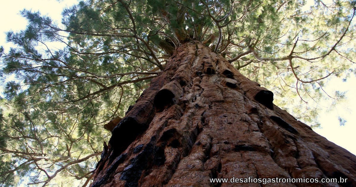 Desafios Gastron 244 Micos Desafio Fazer Um Picnic Admirando