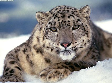 Most Amazing Almost Extinct Animals Snow Leopard Most Amazing Almost Extinct Animals Snow Leopard
