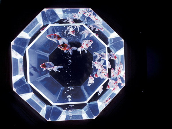 Hidetomo Kimura, Art Aquarium, New Edo Kingyo, le origini del pesce rosso Cosa fare a Milano nel weekend: eventi consigliati da venerdì 7 agosto a domenica 9 agosto