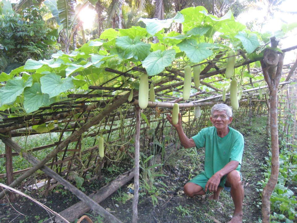 Ve able Diversification in Janlud Batuan Bohol Philippines Ve able Diversification in Janlud Batuan Bohol Philippines