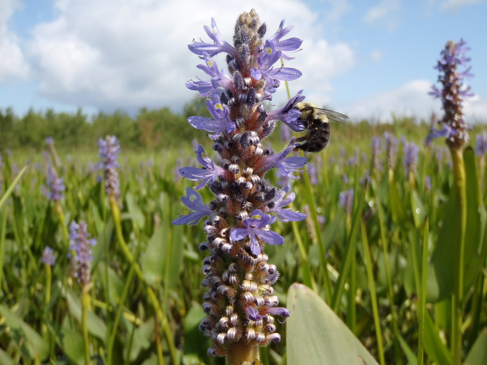 The Maine Outdoorsman Macro Flower Photography Pickerelweed