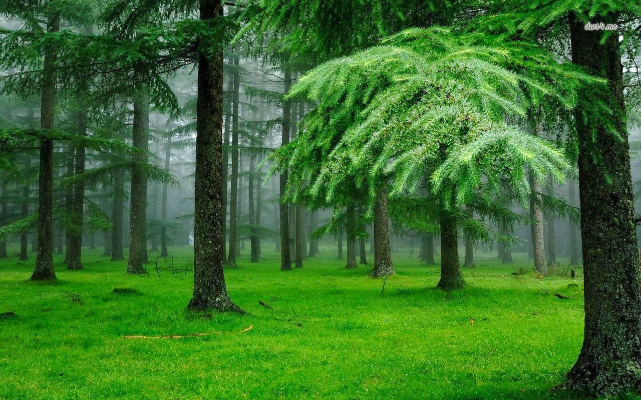 HIGH QUALITY HD WALLPAPERS GREENERY