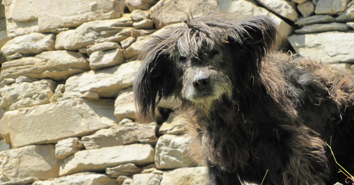 The Savoury Road: Guido's Genepy