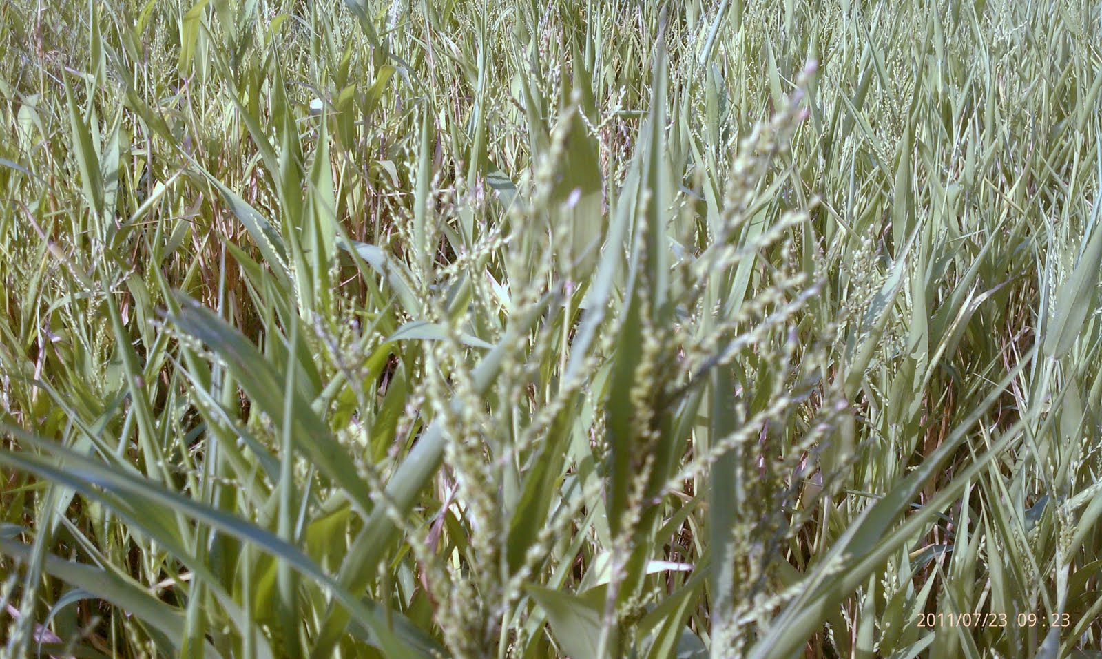 The New Hand Wingshooter Files Dove Field Update