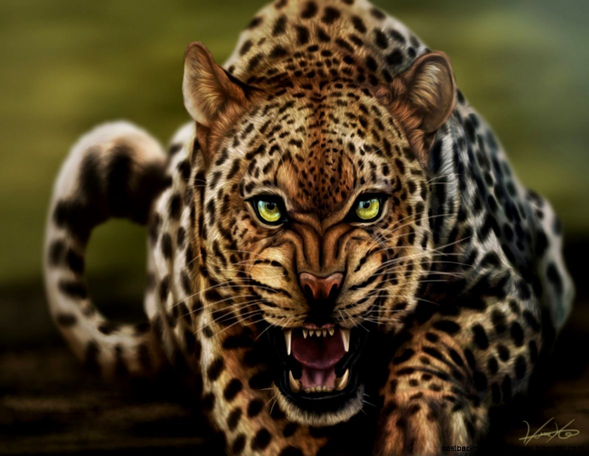 Angry Cheetah Face wallpaper Angry Cheetah Face wallpaper